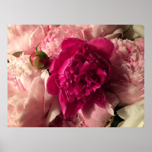 Peony Poster (Framsidan)