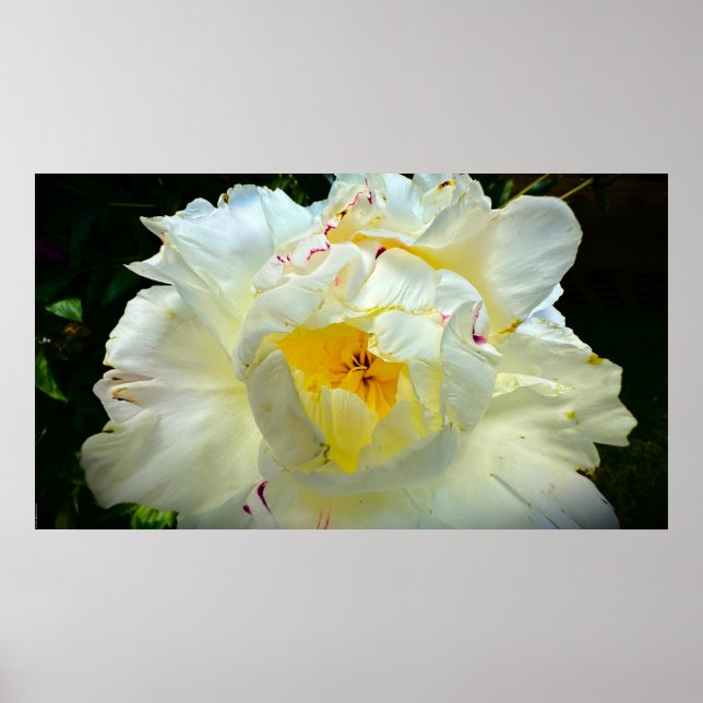 Peony Poster (Framsidan)