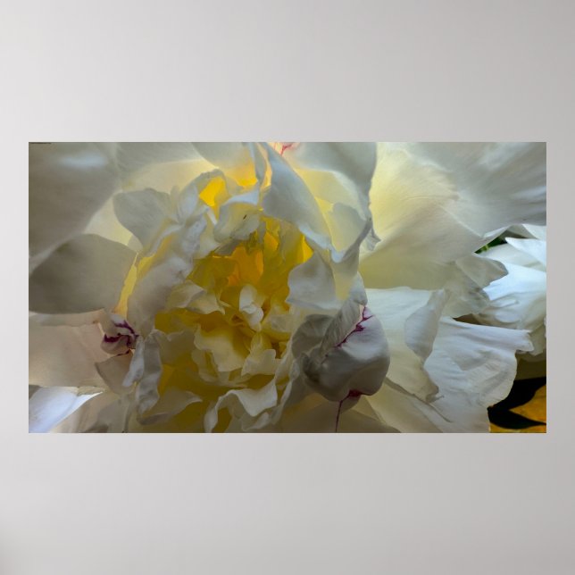 Peony Poster (Framsidan)