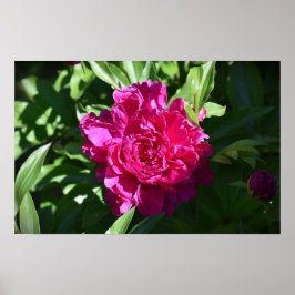 Peony Poster