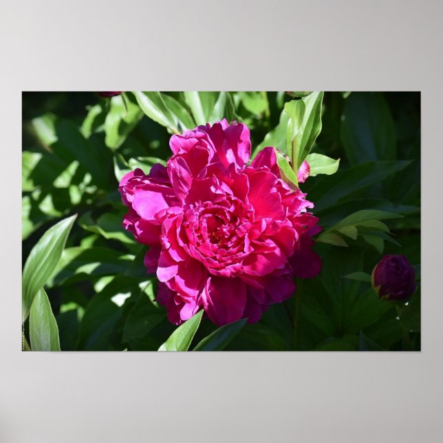 Peony Poster (Framsidan)