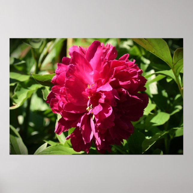 Peony Poster (Framsidan)