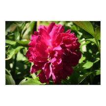 Peony