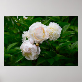 Peony Poster