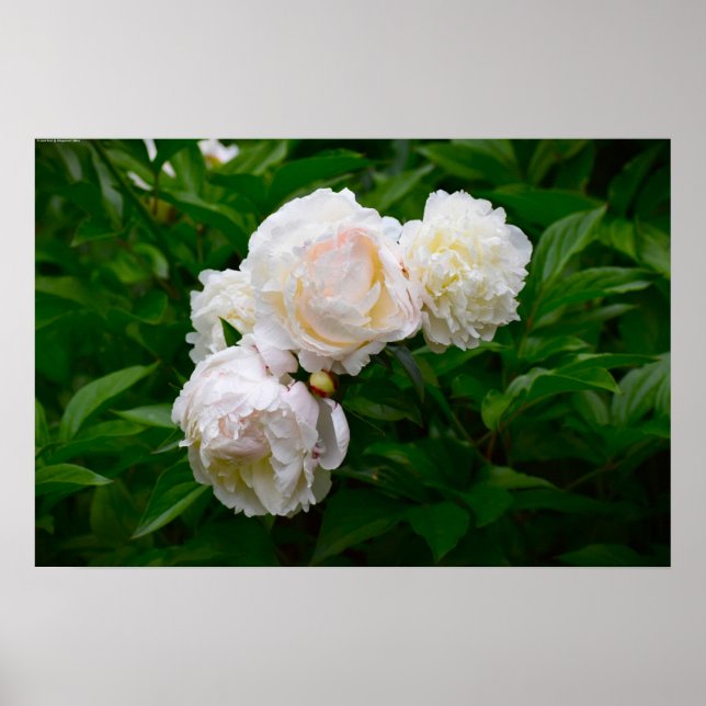 Peony Poster (Framsidan)