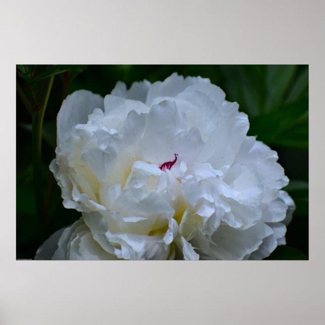Peony Poster (Framsidan)