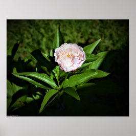 Peony Poster