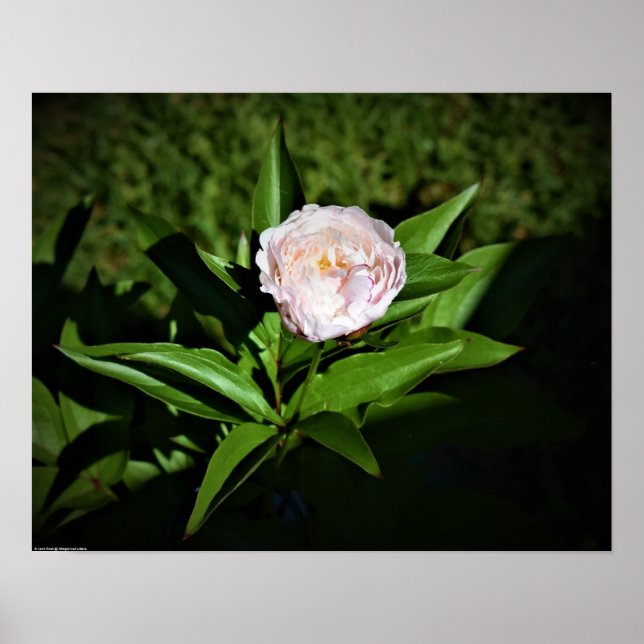Peony Poster (Framsidan)
