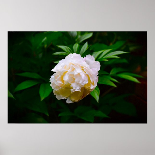 Peony Poster (Framsidan)