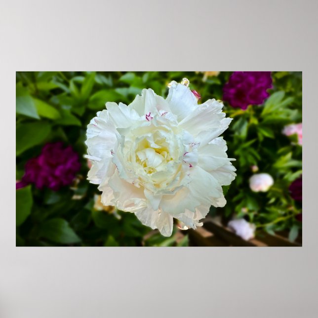 Peony Poster (Framsidan)