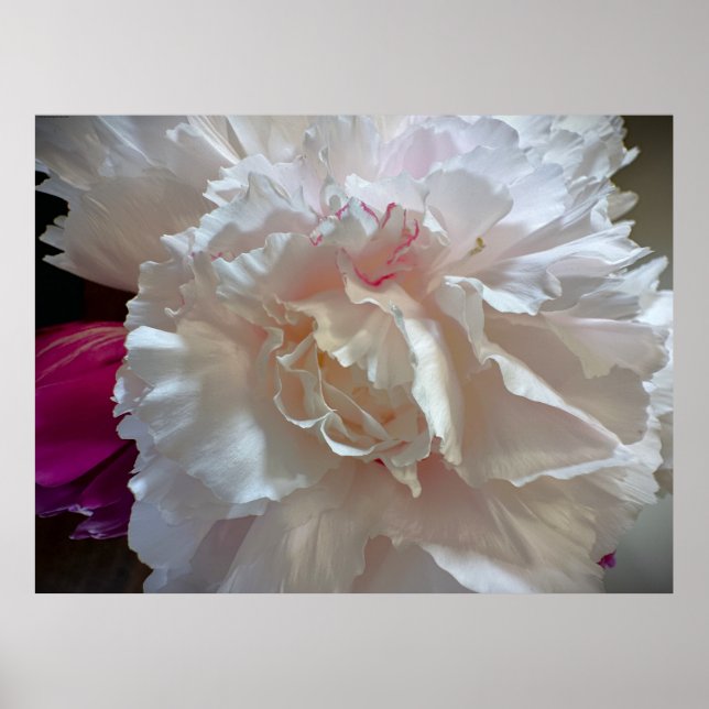 Peony Poster (Framsidan)