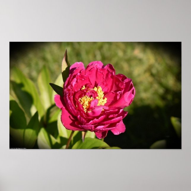Peony Poster (Framsidan)
