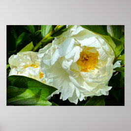 Peony Poster