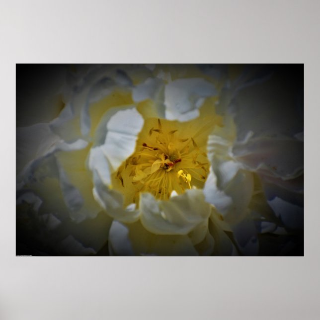 Peony Poster (Framsidan)
