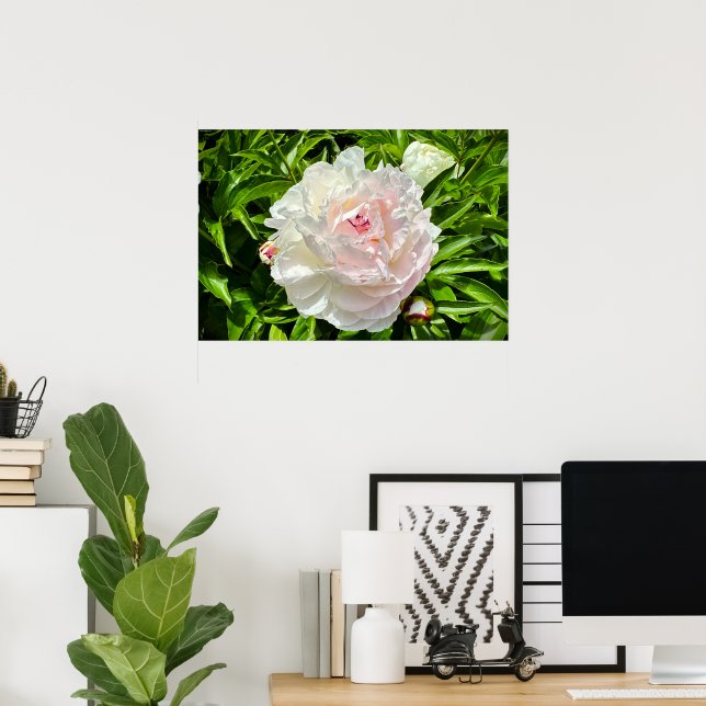 Peony Poster (Hemmakontoret)
