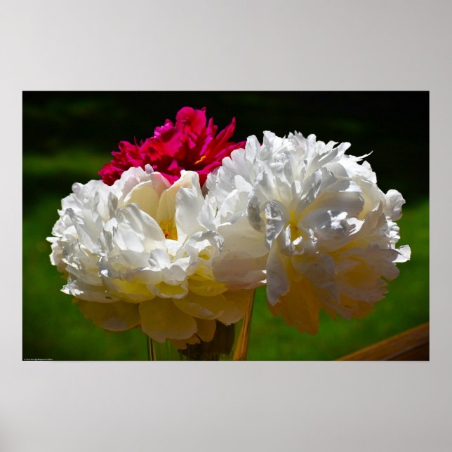Peony Poster (Framsidan)