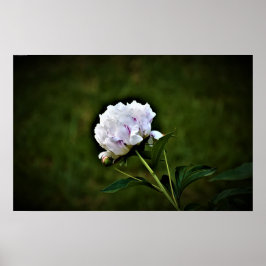 Peony Poster