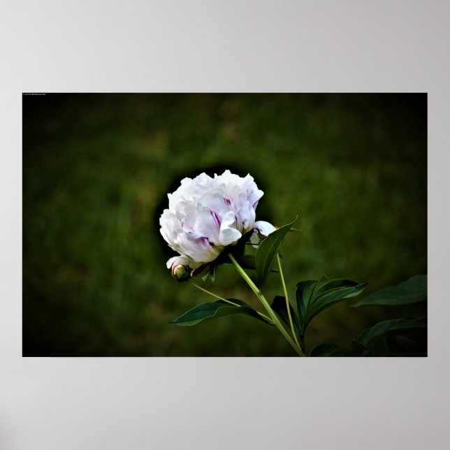 Peony Poster (Framsidan)