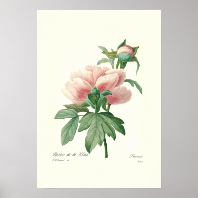 Peony Poster (Framsidan)