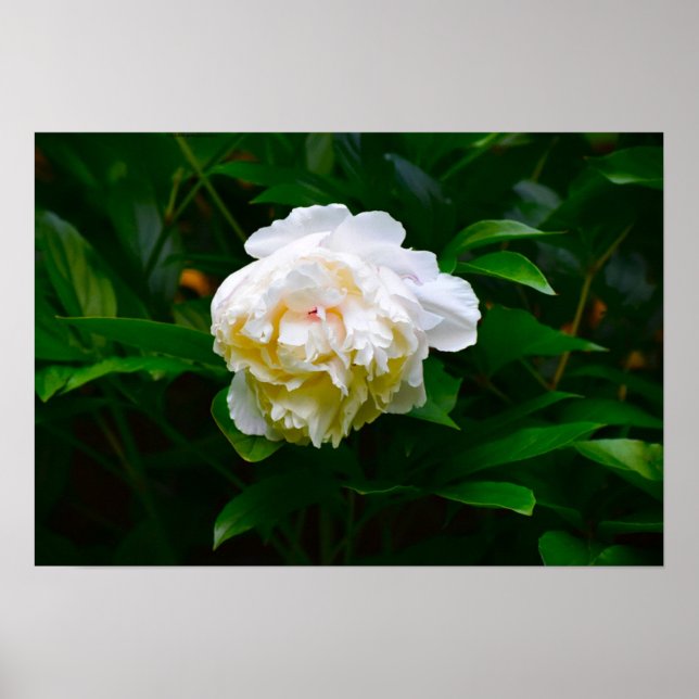 Peony Poster (Framsidan)