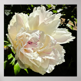 Peony Poster