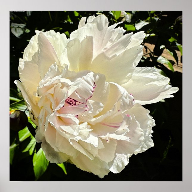 Peony Poster (Framsidan)
