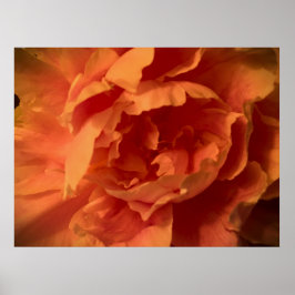 Peony Poster