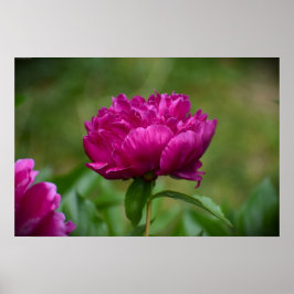 Peony Poster