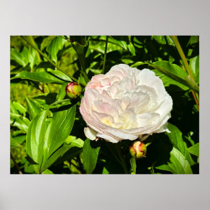 Peony Poster