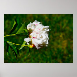 Peony Poster