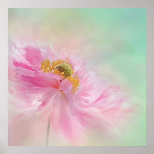 Peony Poster (Framsidan)