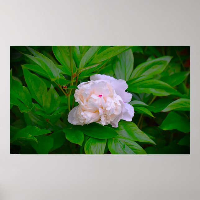 Peony Poster (Framsidan)