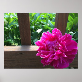 Peony Poster
