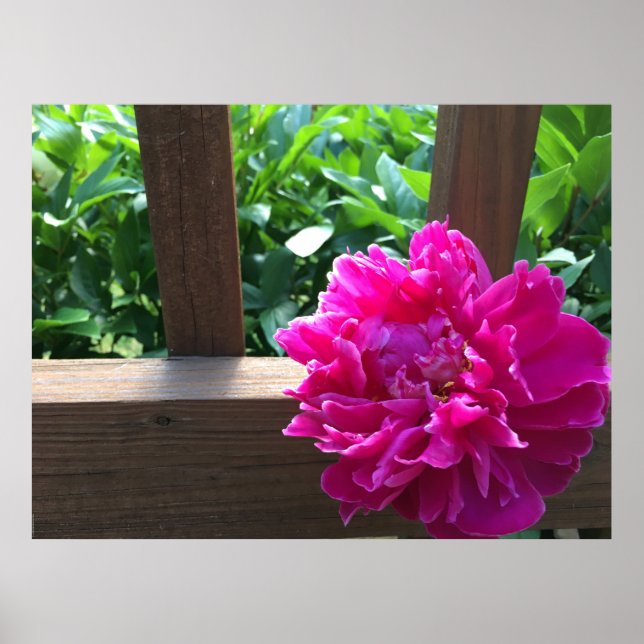 Peony Poster (Framsidan)
