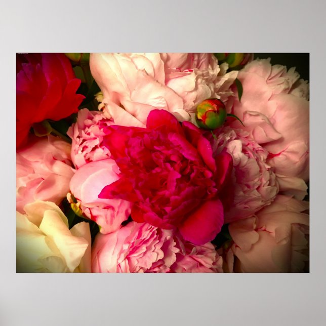 Peony Poster (Framsidan)
