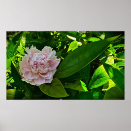 Peony Poster
