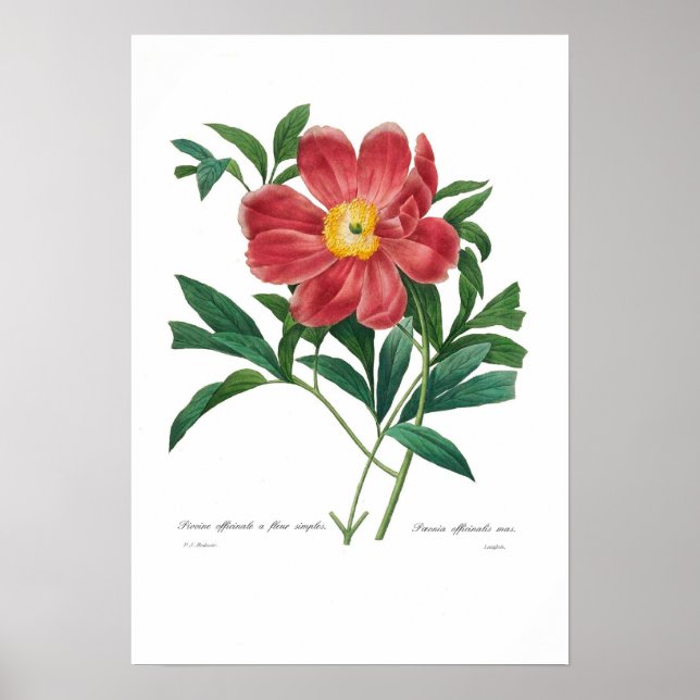 Peony Poster (Framsidan)