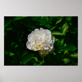 Peony Poster