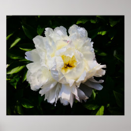 Peony Poster