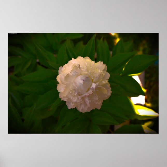 Peony Poster (Framsidan)