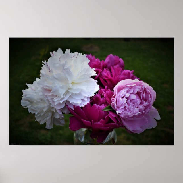 Peony Poster (Framsidan)