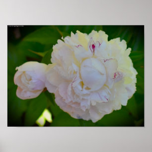Peony Poster