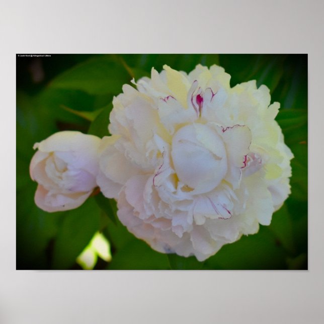 Peony Poster (Framsidan)