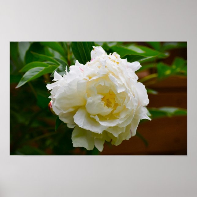 Peony Poster (Framsidan)