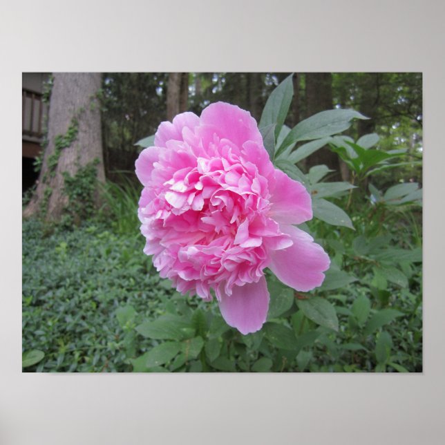 Peony Poster (Framsidan)
