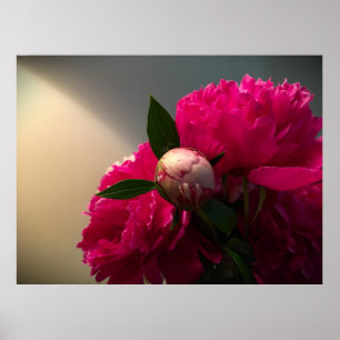 Peony Poster