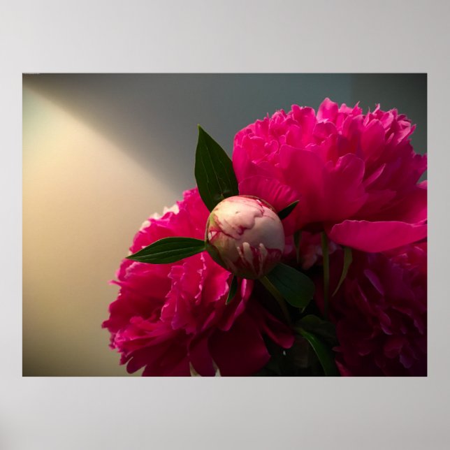 Peony Poster (Framsidan)