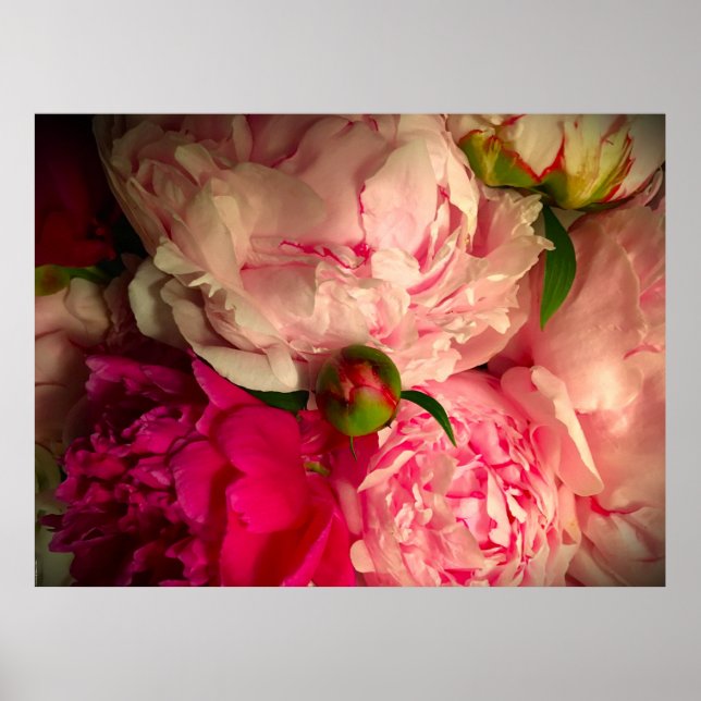 Peony Poster (Framsidan)