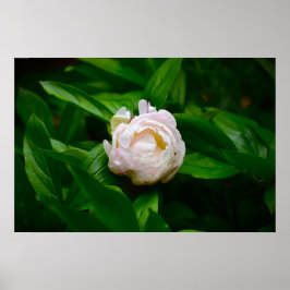 Peony Poster
