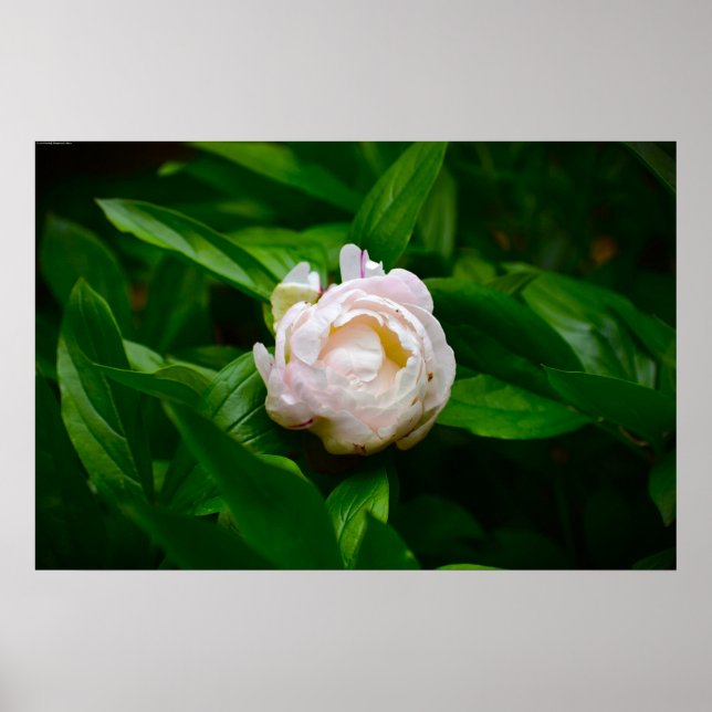 Peony Poster (Framsidan)